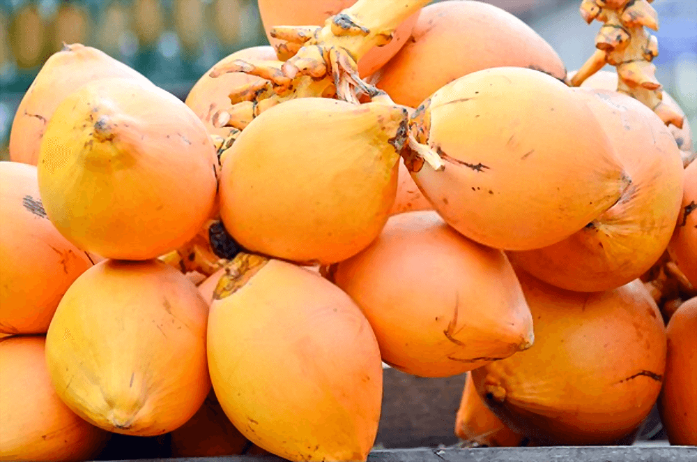 Ceylon King Coconut - Ceylon Typicals