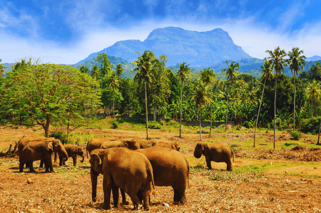 Top 7 Reasons to Visit Sri Lanka - Elephants