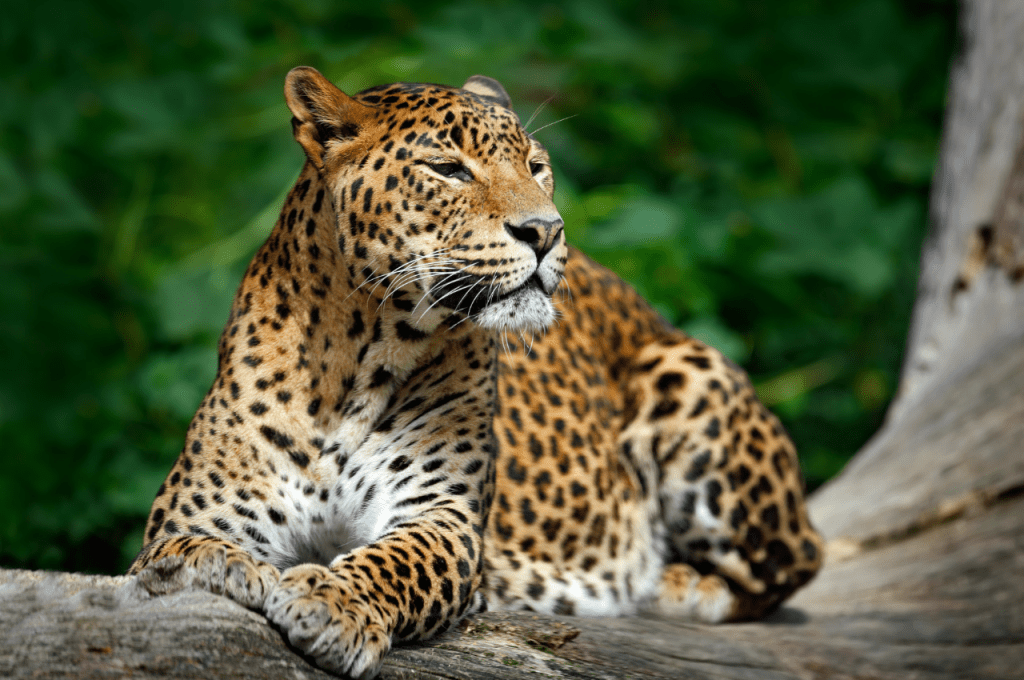 Top 7 Reasons to Visit Sri Lanka -Wildlife